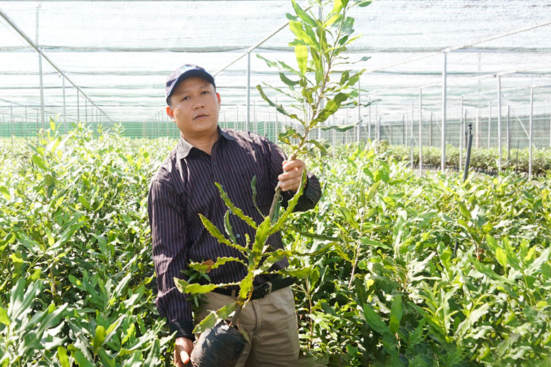 Lâm Đồng: Để đáp ứng nhu cầu nguồn giống cây trồng